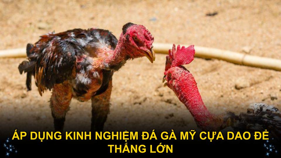 Áp dụng kinh nghiệm đá gà Mỹ cựa dao để thắng lớn