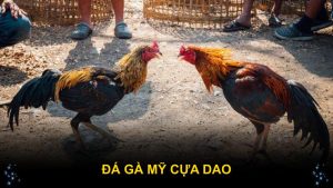Đá Gà Mỹ Cựa Dao Tại QH88 Và Kinh Nghiệm Đặt Cược
