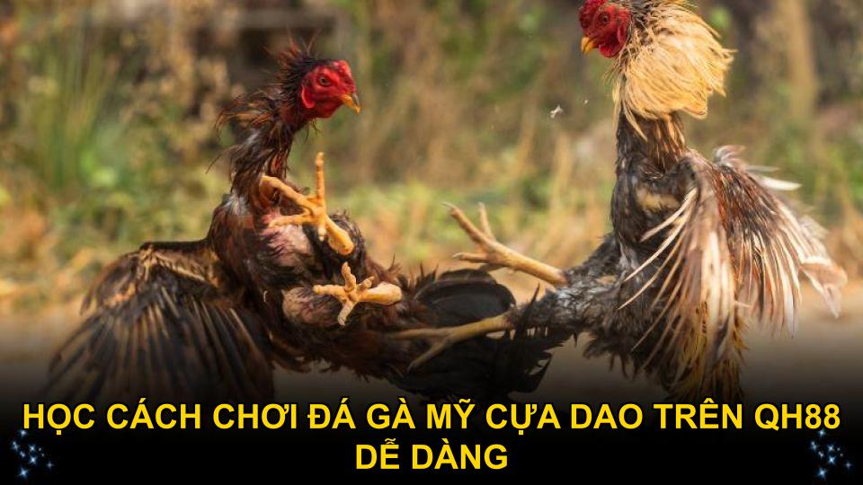 Học cách chơi đá gà Mỹ cựa dao trên QH88 dễ dàng