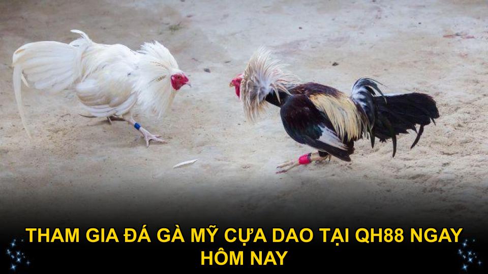 Tham gia đá gà Mỹ cựa dao tại QH88 ngay từ bây giờ